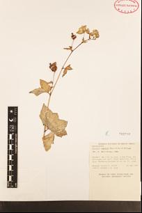 Begonia tapatia Burt-Utley & McVaugh