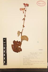 Begonia balmisiana Balmis
